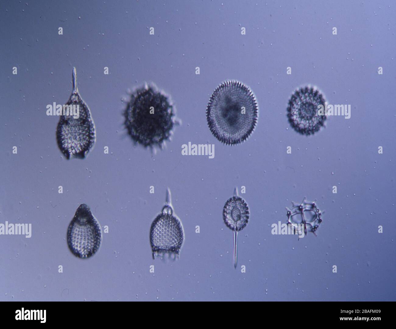 Radiolaria de la mer sous le microscope 100 fois Banque D'Images