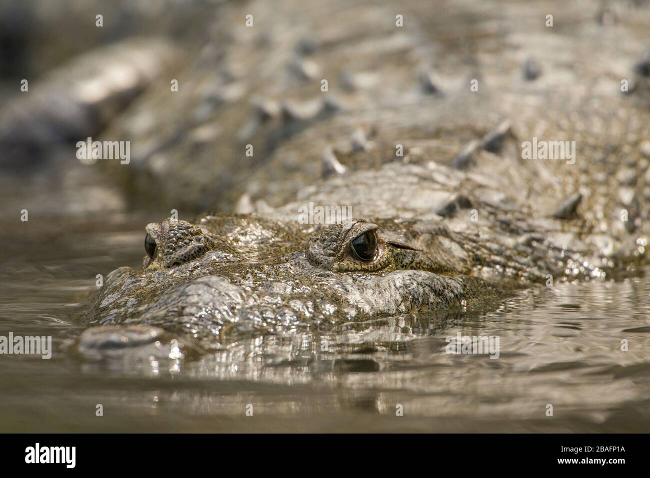 SANCTUAIRE NATUREL DE MONTES AZULES, CHIAPAS / MEXIQUE - 17 MAI 2019. Vue frontale du crocodile d'une morelet adulte (crocodylus moreletii). Rivière Lacantun. Banque D'Images