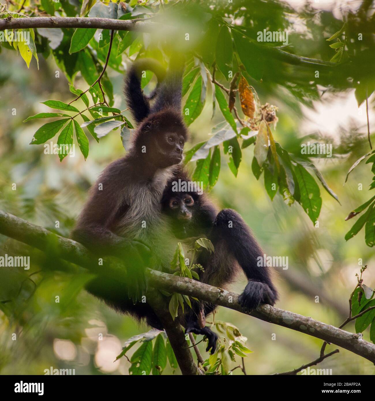 SANCTUAIRE NATUREL DE MONTES AZULES, CHIAPAS / MEXIQUE - 15 MAI 2019. Singes araignées droitiers noirs (Ateles geoffroyi). Mère et bébé l'après-midi. Banque D'Images