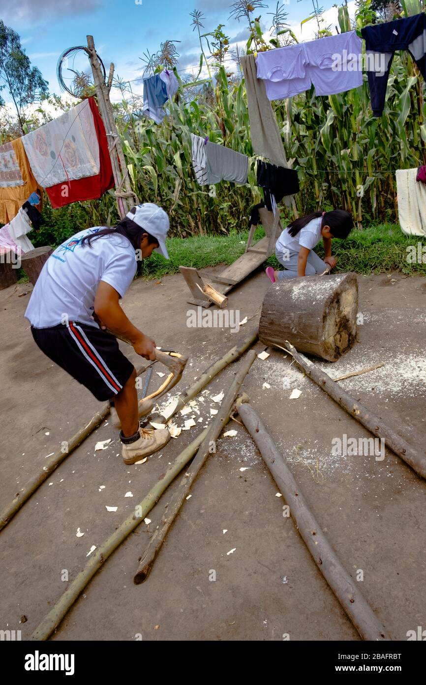 Utilisation de l'adze aux pôles d'eucalyptus communs pour assembler le cadre de la maison de poulet pendant l'épidémie de Coronavirus - passe utile Banque D'Images