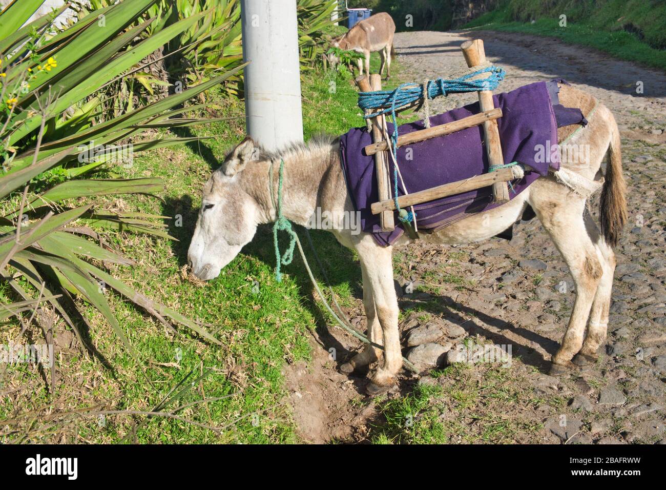 Quand Coronavirus arrête les transports publics un âne est assez stupide pour transporter vos charges pour vous si vous vivez dans la communauté de San Pedro à Cotacachi Equateur Banque D'Images