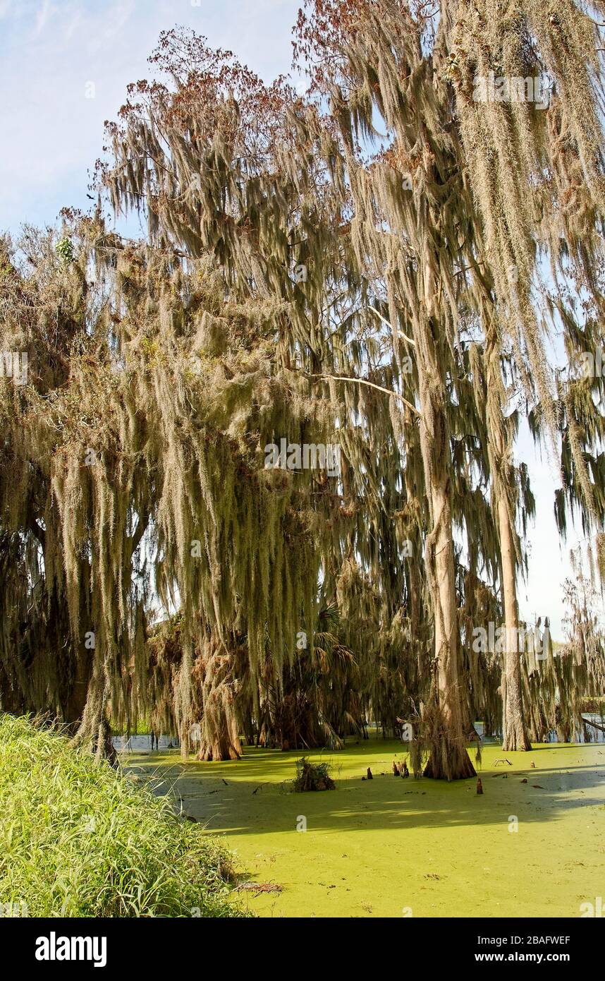 Scène de bassin, cyprès de Bald; mousse espagnole; épiphyte, Tillandsia usnéoides; décoratif; délicat; gracieux; nature; eau, film vert vif d'algues, Banque D'Images