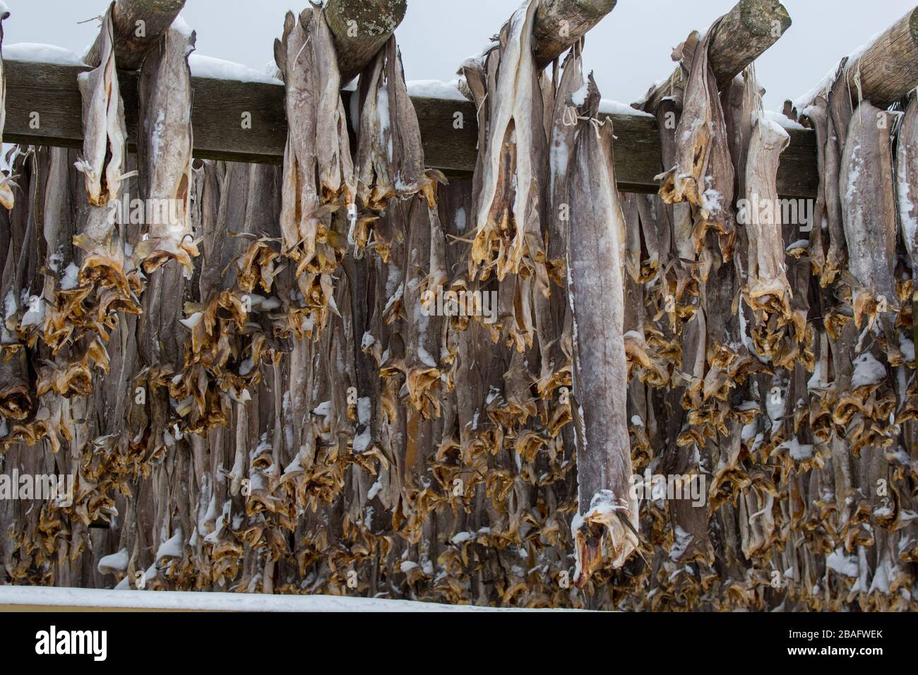 Scène d'hiver avec séchage du poisson de morue sur des casiers de séchage à Henningsvaer, un petit village de pêche près de Svolvaer dans les îles Lofoten, comté de Nordland, Norw Banque D'Images