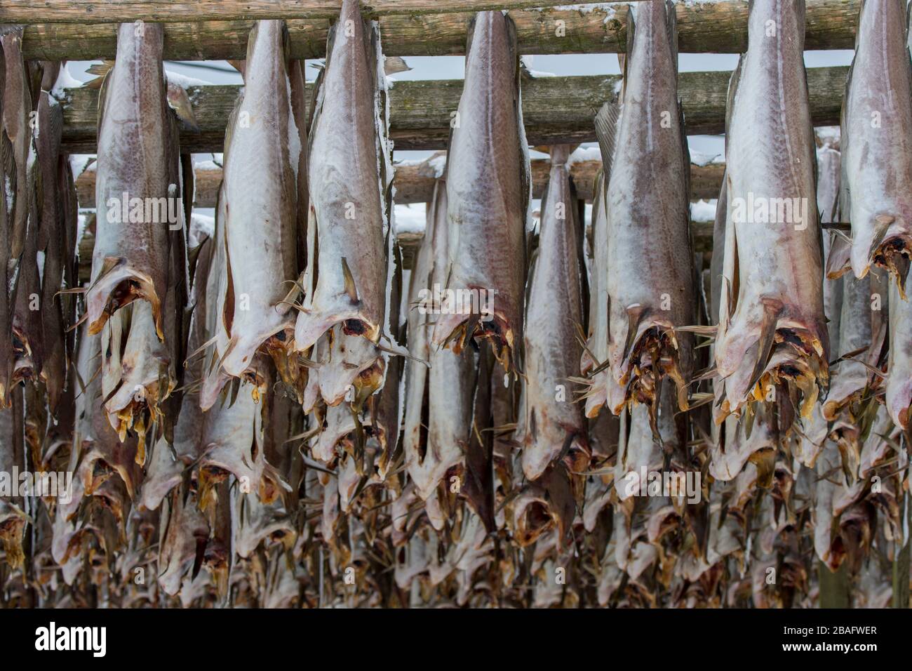 Scène d'hiver avec séchage du poisson de morue sur des casiers de séchage à Henningsvaer, un petit village de pêche près de Svolvaer dans les îles Lofoten, comté de Nordland, Norw Banque D'Images