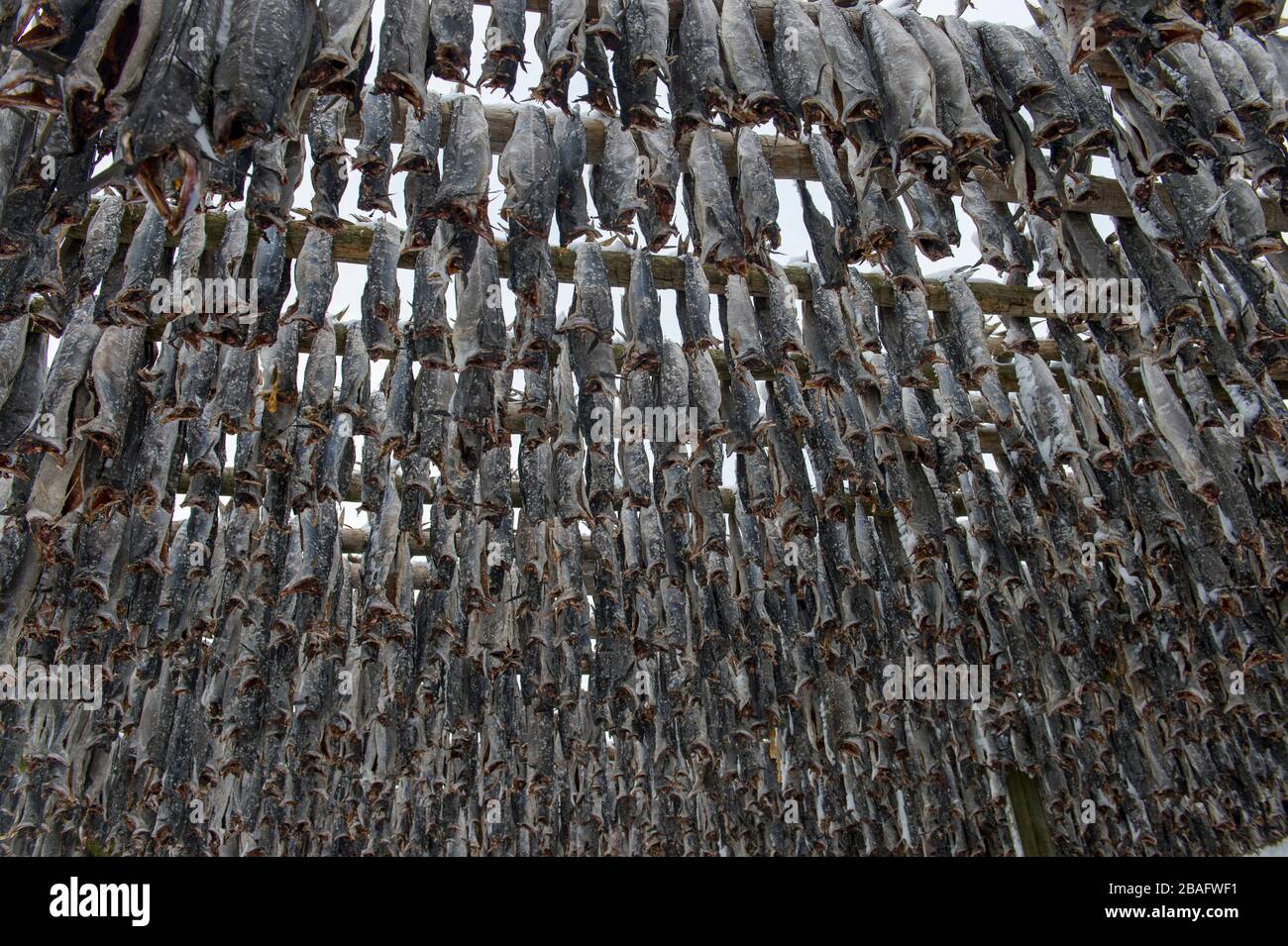 Scène d'hiver avec séchage du poisson de morue sur des casiers de séchage à Henningsvaer, un petit village de pêche près de Svolvaer dans les îles Lofoten, comté de Nordland, Norw Banque D'Images