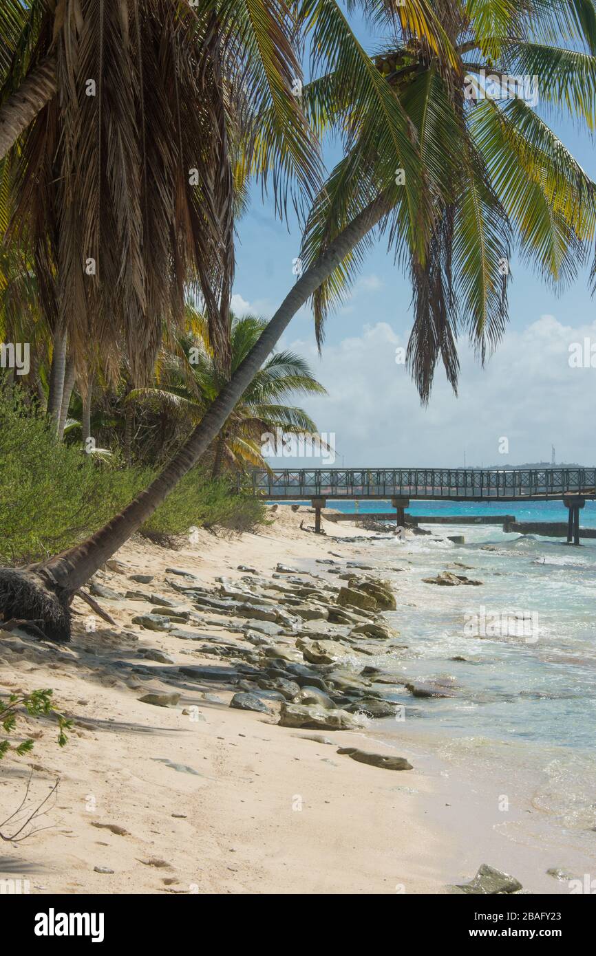 Seascape de mer des caraïbes avec palmiers Banque D'Images