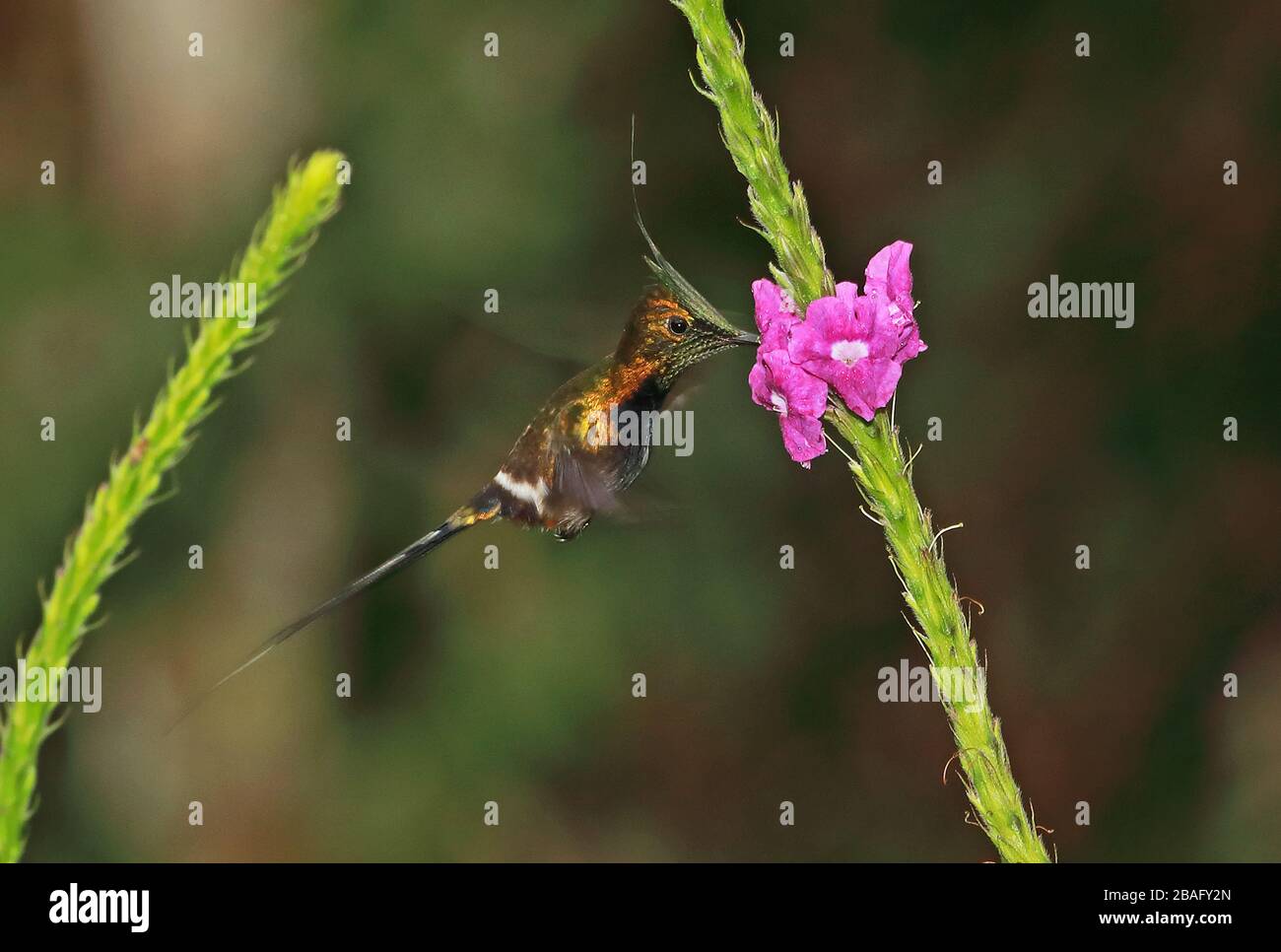 Thorntail (Discosura popelairii) adulte mâle hoveing, se nourrissant à la réserve privée Flower Arena Blanca, Pérou Février Banque D'Images