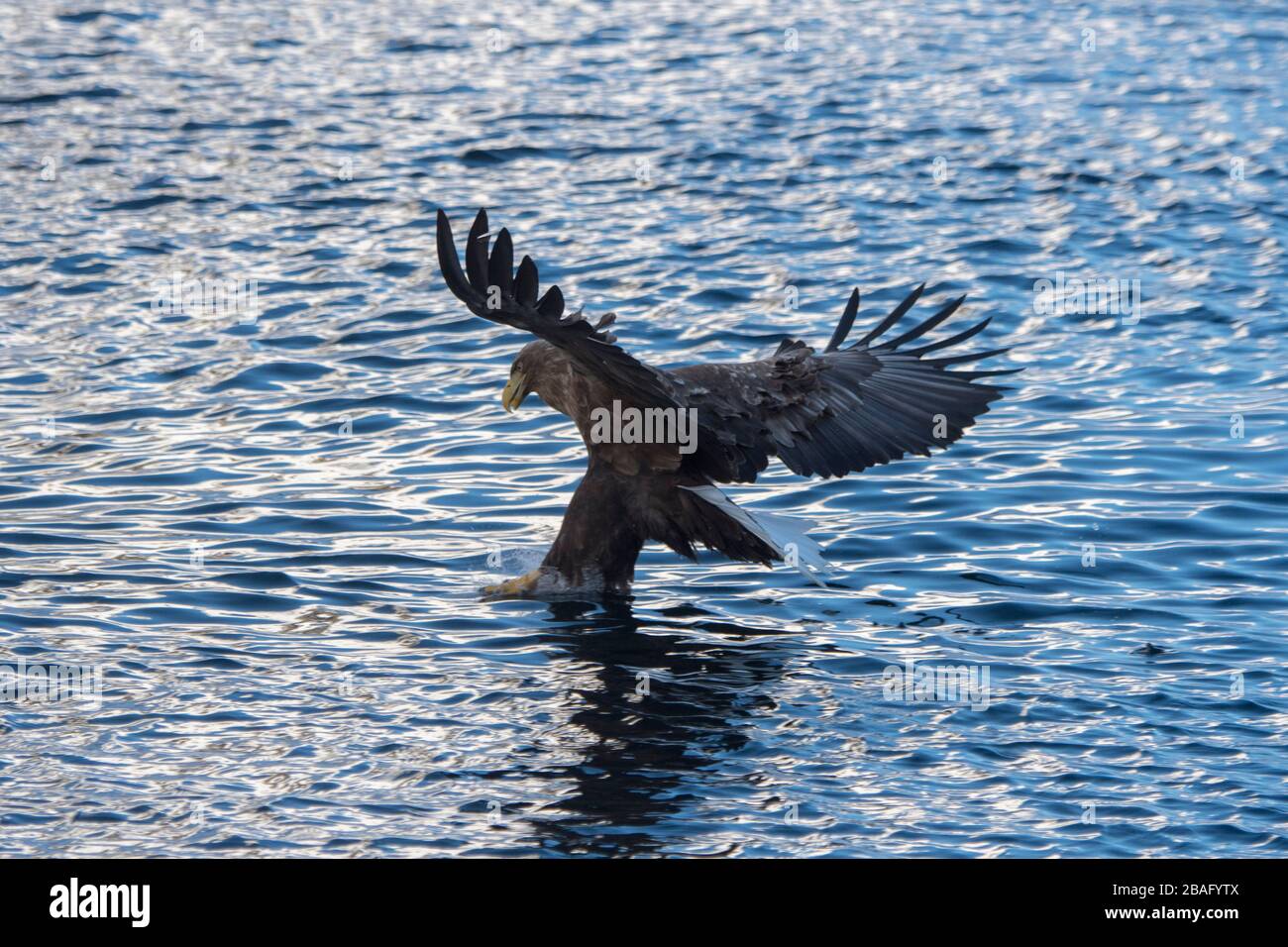 Un aigle à queue blanche (Haliaetus albicilla) pêche dans le Trollfjord de l'île d'Austvag, dans les îles Lofoten, dans le comté de Nordland, en Norvège. Banque D'Images