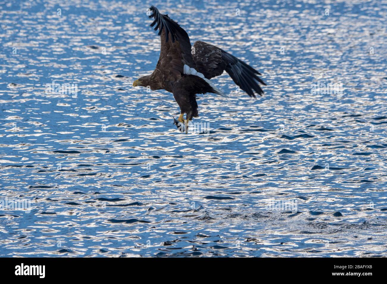 Un aigle à queue blanche (Haliaetus albicilla) pêche dans le Trollfjord de l'île d'Austvag, dans les îles Lofoten, dans le comté de Nordland, en Norvège. Banque D'Images