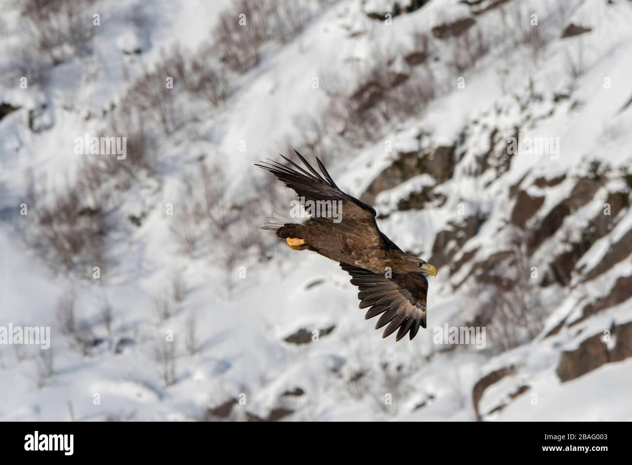 Un aigle à queue blanche (Haliaetus albicilla) vole devant des montagnes enneigées près du Trollfjord sur l'île d'Austvag dans les îles Lofoten, Banque D'Images