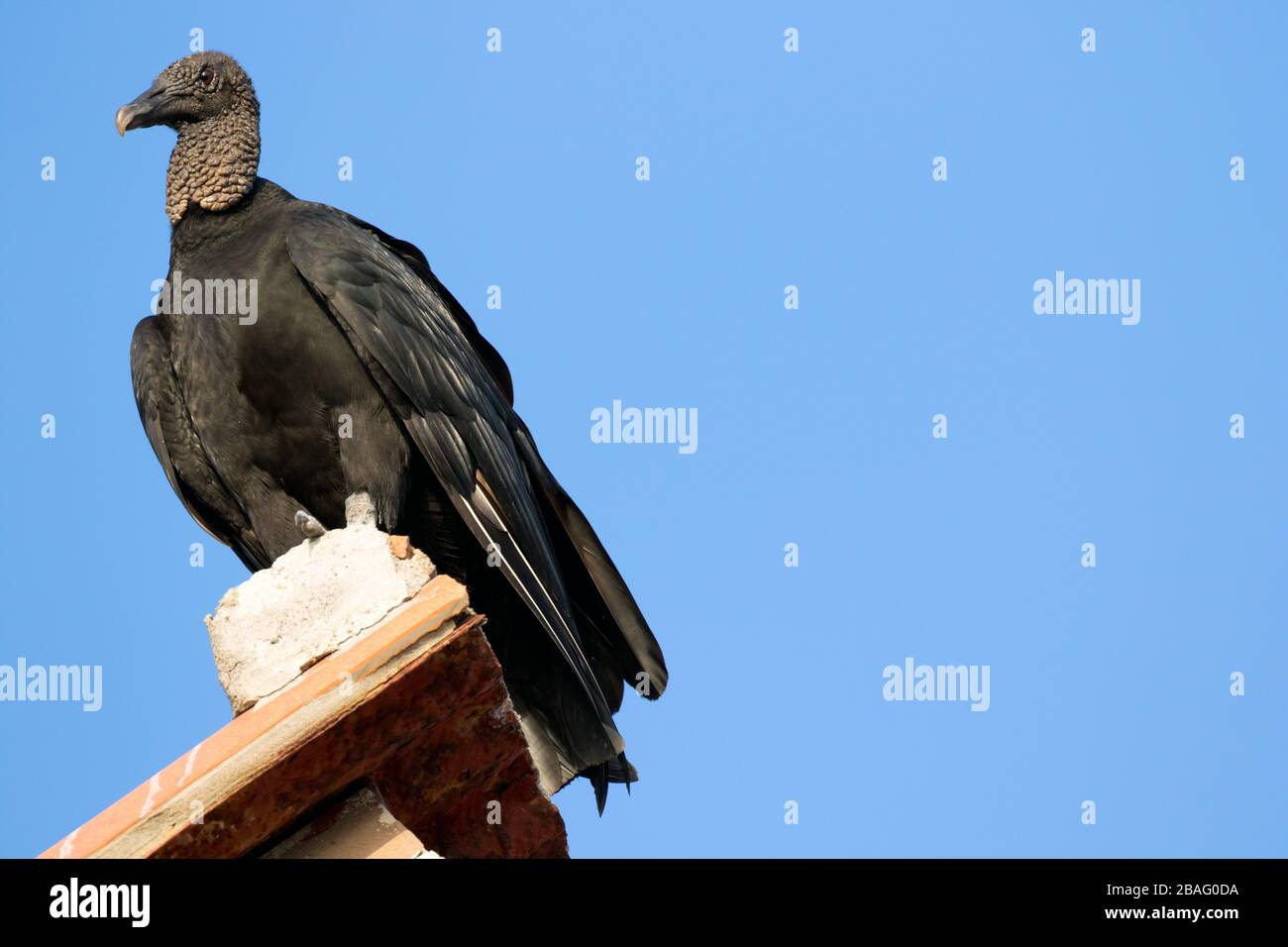 vautours de la bande dessinee banque d image et photos alamy