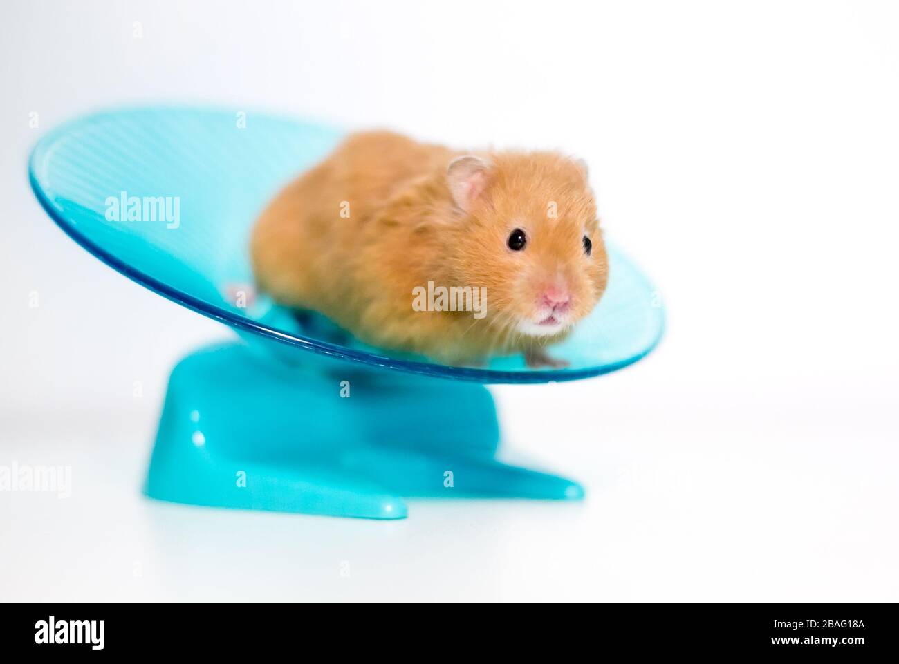 Un hamster d'animal de compagnie doré ou syrien sur une roue d'exercice en forme de soucoupe Banque D'Images