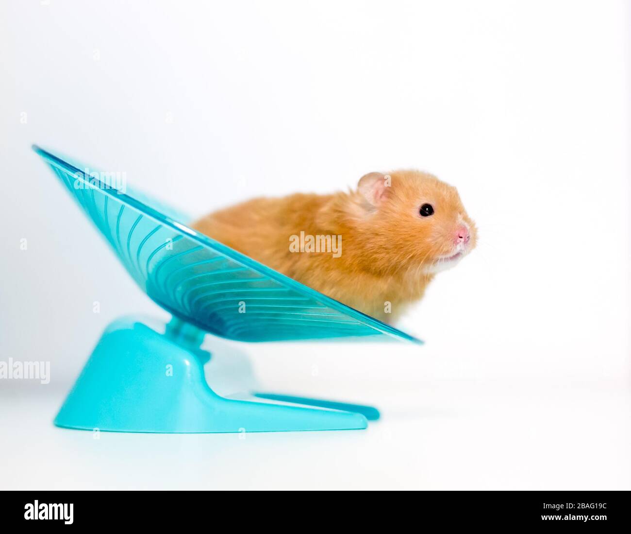 Un hamster d'animal de compagnie doré ou syrien sur une roue d'exercice en forme de soucoupe Banque D'Images