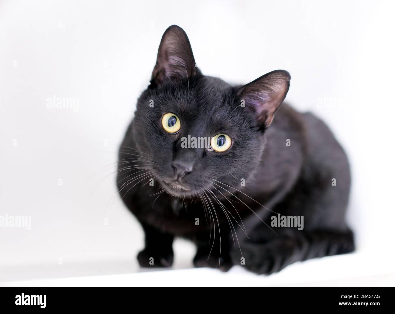 Un Chat Noir Domestique De Shorthair Avec Une Expression Curieuse Regardant Directement La Camera Photo Stock Alamy