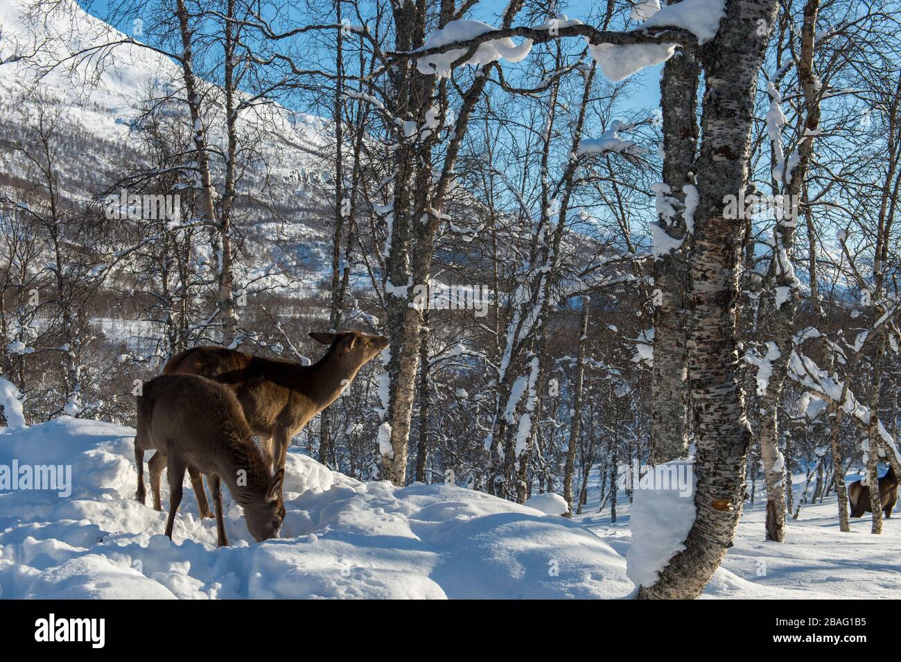 Cerf rouge (Cervus elaphus) dans la neige en hiver dans un parc animalier du nord de la Norvège. Banque D'Images Cerf rouge (Cervus elaphus) dans la neige en hiver dans un parc animalier du nord de la Norvège. Banque D'Images