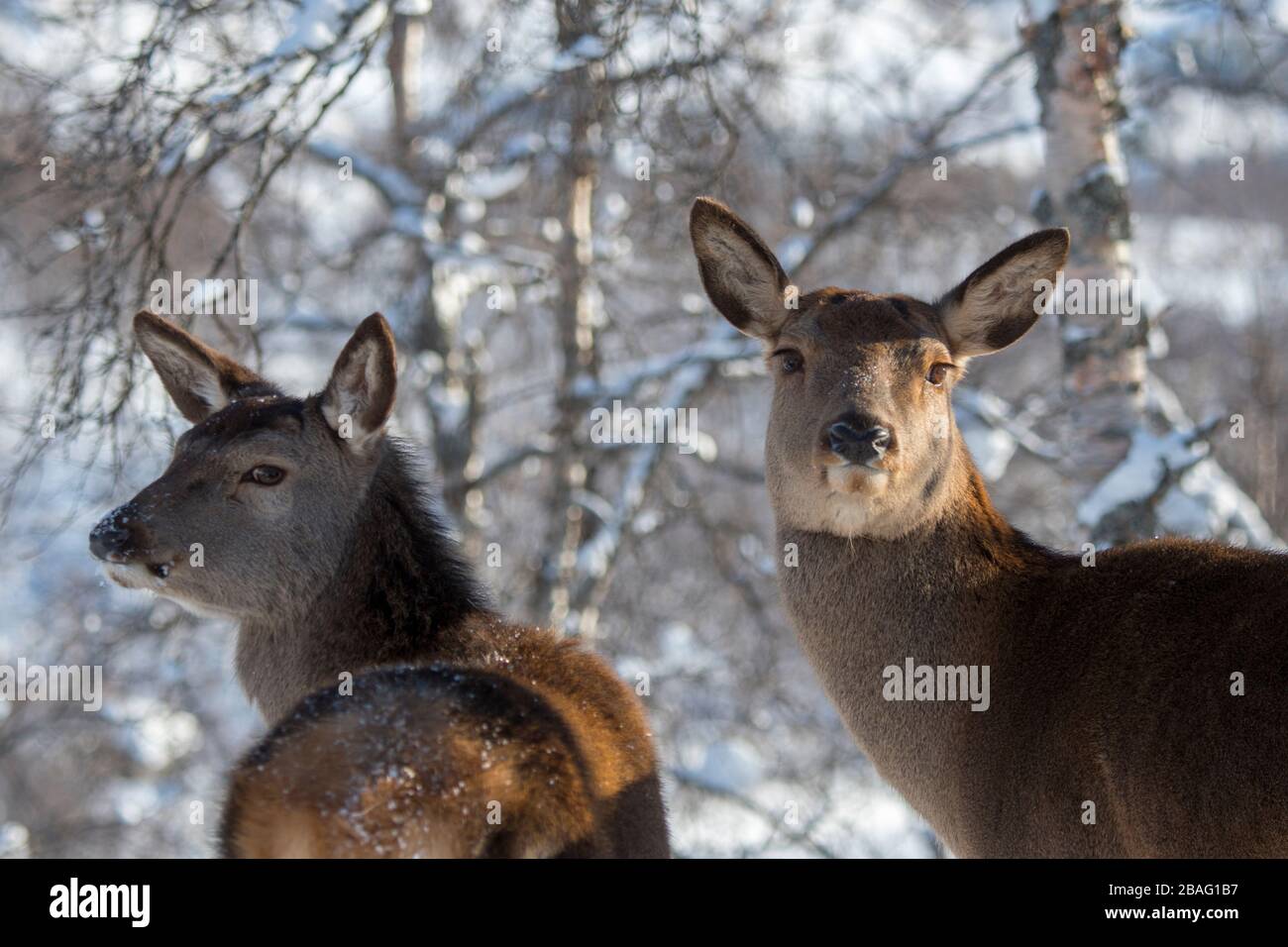 Gros plan du cerf rouge (Cervus elaphus) dans un parc animalier du nord de la Norvège. Banque D'Images Gros plan du cerf rouge (Cervus elaphus) dans un parc animalier du nord de la Norvège. Banque D'Images