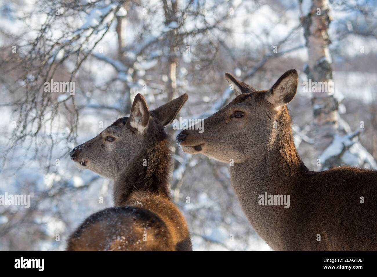 Gros plan du cerf rouge (Cervus elaphus) dans un parc animalier du nord de la Norvège. Banque D'Images Gros plan du cerf rouge (Cervus elaphus) dans un parc animalier du nord de la Norvège. Banque D'Images