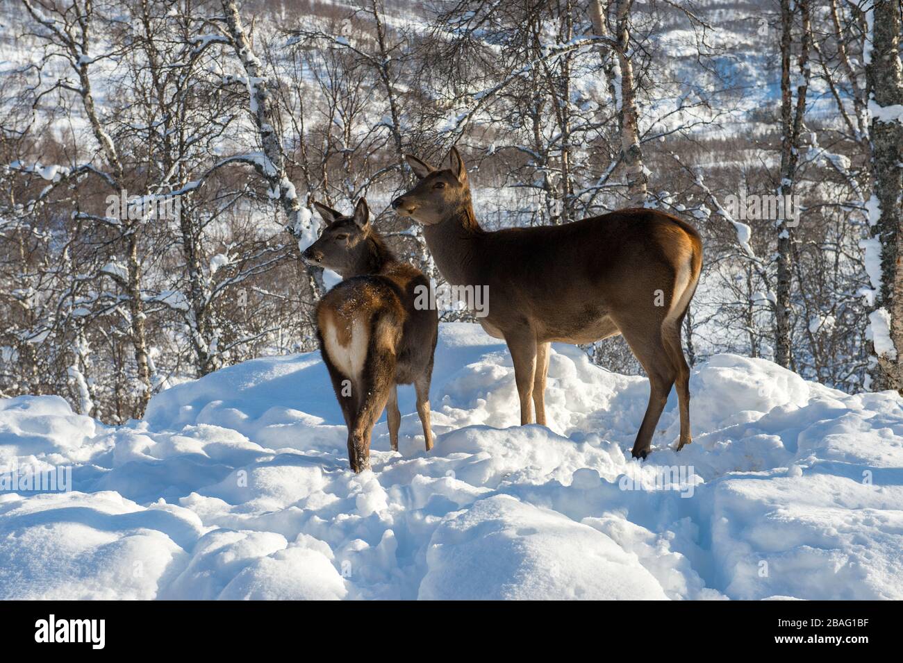 Cerf rouge (Cervus elaphus) dans la neige en hiver dans un parc animalier du nord de la Norvège. Banque D'Images Cerf rouge (Cervus elaphus) dans la neige en hiver dans un parc animalier du nord de la Norvège. Banque D'Images