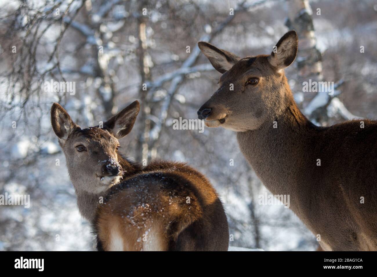 Gros plan du cerf rouge (Cervus elaphus) dans un parc animalier du nord de la Norvège. Banque D'Images Gros plan du cerf rouge (Cervus elaphus) dans un parc animalier du nord de la Norvège. Banque D'Images