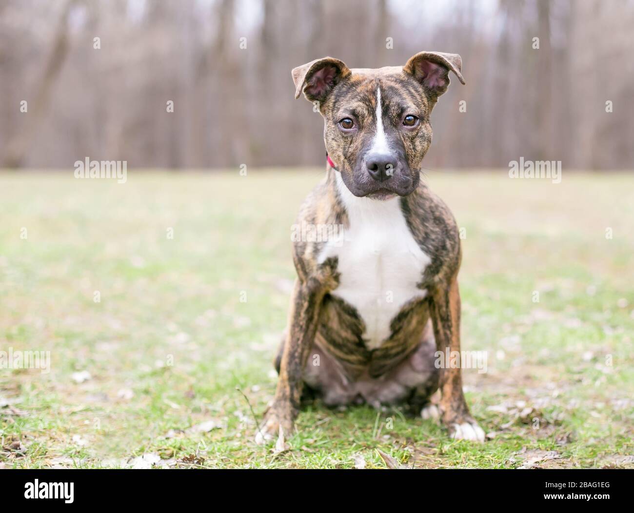 Un chiot de race mixte de Terrier à tête de taureau blanc et saumure assis à l'extérieur Banque D'Images