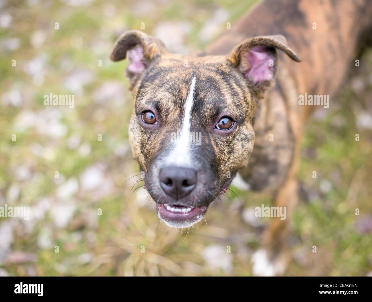 Un chiot de race mixte de tête Bull Terrier blanc et éblé qui regarde la caméra Banque D'Images