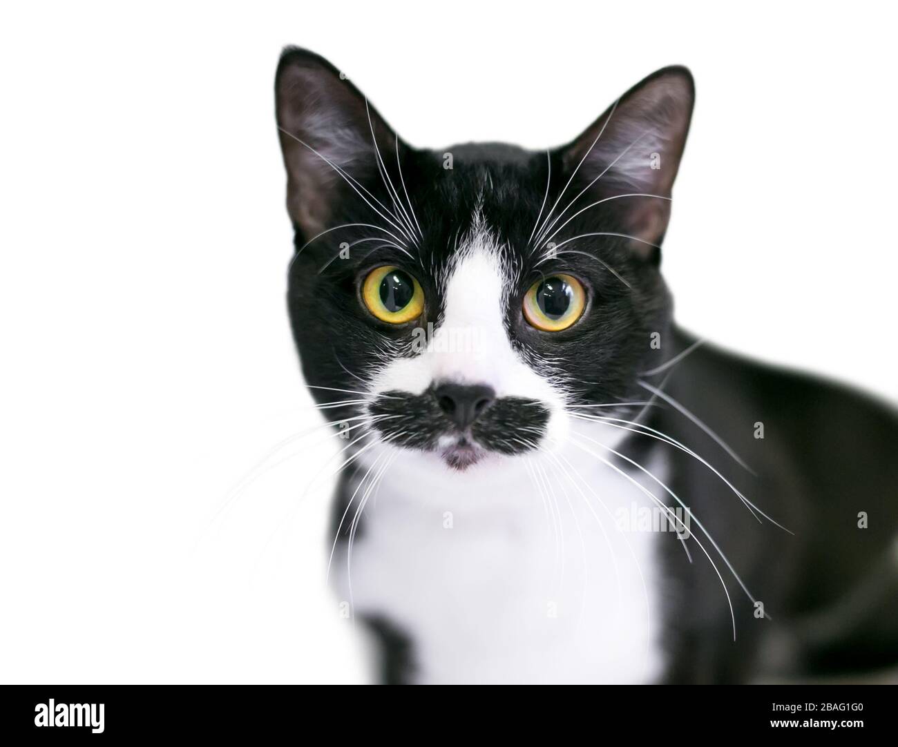 Wide Mustache Banque D Image Et Photos Alamy Wide Mustache Banque D Image Et Photos Alamy