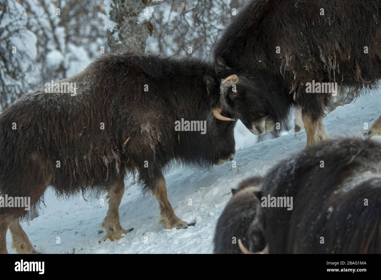 Muskoxen (Ovibos moschatus) dans la neige en hiver dans un parc animalier du nord de la Norvège. Banque D'Images Muskoxen (Ovibos moschatus) dans la neige en hiver dans un parc animalier du nord de la Norvège. Banque D'Images