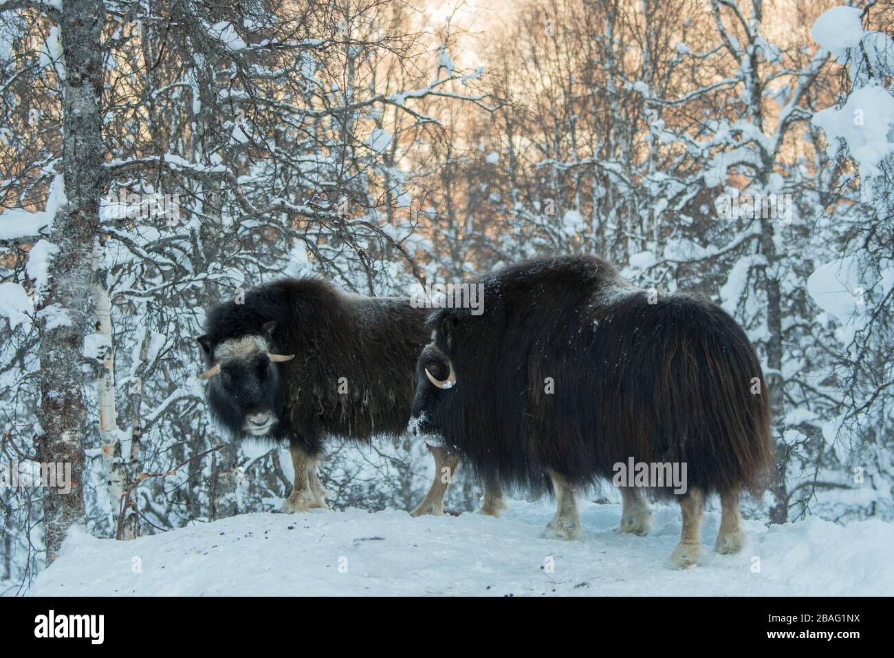 Muskoxen (Ovibos moschatus) dans la neige en hiver dans un parc animalier du nord de la Norvège. Banque D'Images Muskoxen (Ovibos moschatus) dans la neige en hiver dans un parc animalier du nord de la Norvège. Banque D'Images