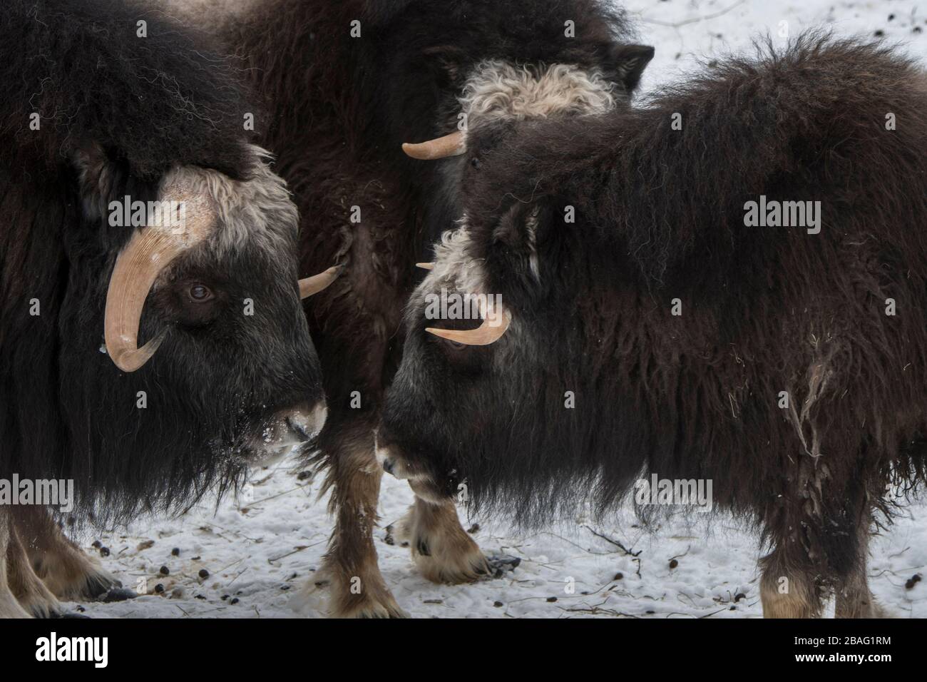 Muskoxen (Ovibos moschatus) dans la neige en hiver dans un parc animalier du nord de la Norvège. Banque D'Images Muskoxen (Ovibos moschatus) dans la neige en hiver dans un parc animalier du nord de la Norvège. Banque D'Images