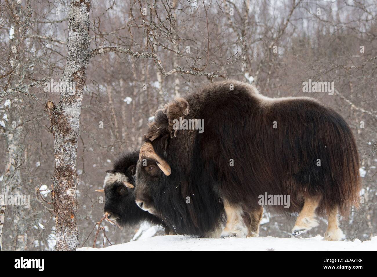 Muskoxen (Ovibos moschatus) dans la neige en hiver dans un parc animalier du nord de la Norvège. Banque D'Images Muskoxen (Ovibos moschatus) dans la neige en hiver dans un parc animalier du nord de la Norvège. Banque D'Images