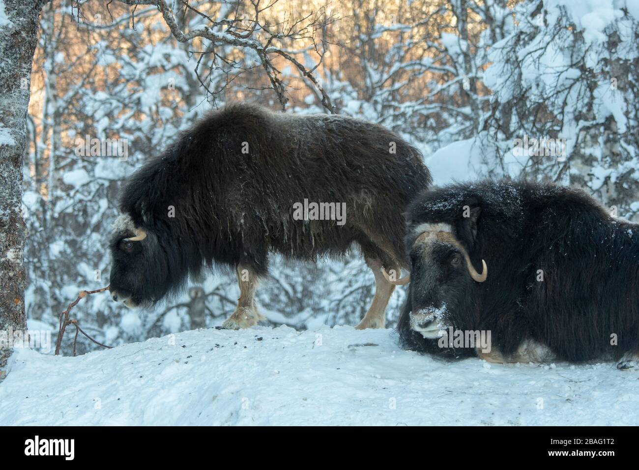 Muskoxen (Ovibos moschatus) dans la neige en hiver dans un parc animalier du nord de la Norvège. Banque D'Images Muskoxen (Ovibos moschatus) dans la neige en hiver dans un parc animalier du nord de la Norvège. Banque D'Images