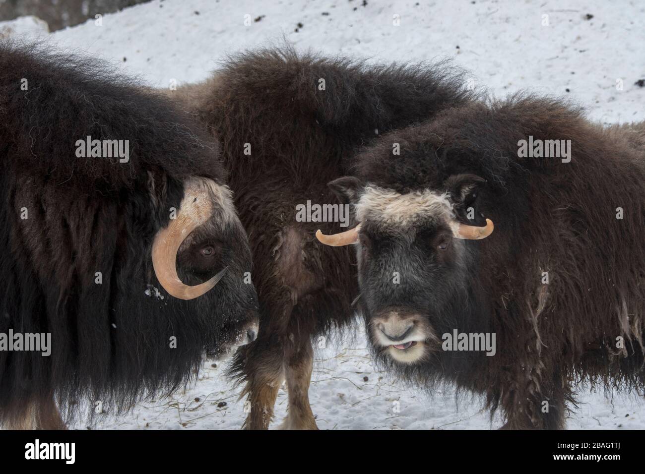 Muskoxen (Ovibos moschatus) dans la neige en hiver dans un parc animalier du nord de la Norvège. Banque D'Images Muskoxen (Ovibos moschatus) dans la neige en hiver dans un parc animalier du nord de la Norvège. Banque D'Images