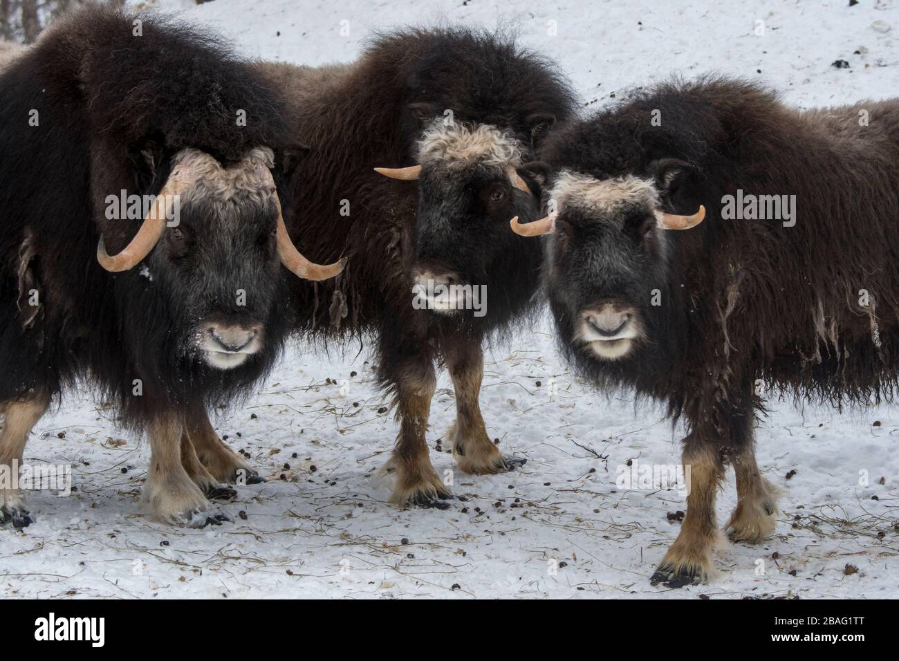 Muskoxen (Ovibos moschatus) dans la neige en hiver dans un parc animalier du nord de la Norvège. Banque D'Images Muskoxen (Ovibos moschatus) dans la neige en hiver dans un parc animalier du nord de la Norvège. Banque D'Images