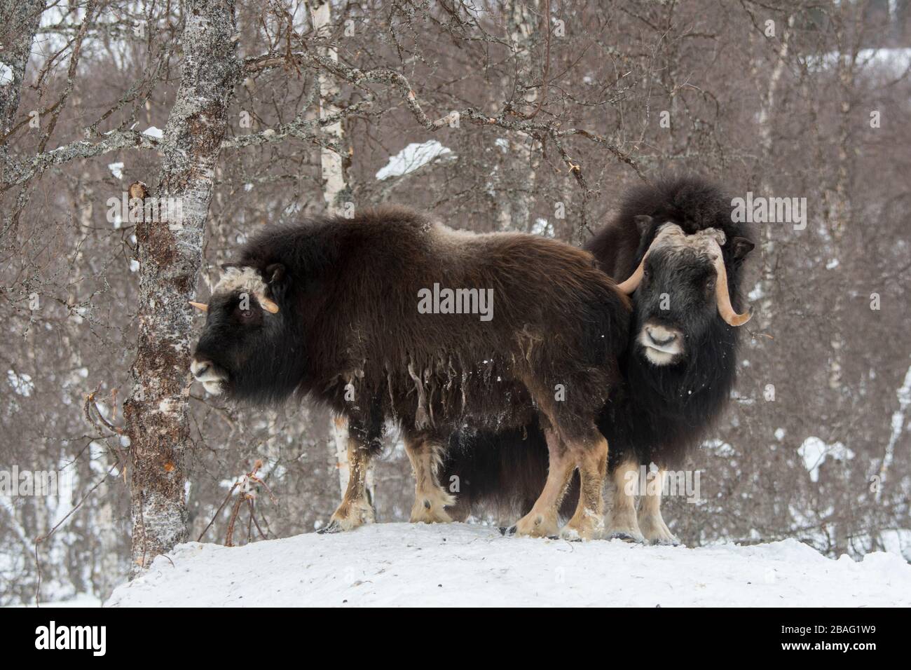Muskoxen (Ovibos moschatus) dans la neige en hiver dans un parc animalier du nord de la Norvège. Banque D'Images Muskoxen (Ovibos moschatus) dans la neige en hiver dans un parc animalier du nord de la Norvège. Banque D'Images