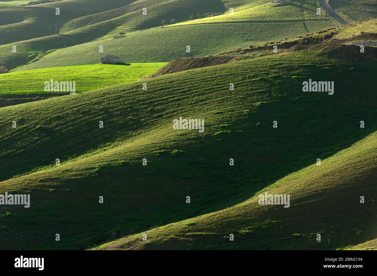 Collines vallonnées couvertes de champs de blé vert le soir en Sicile Banque D'Images