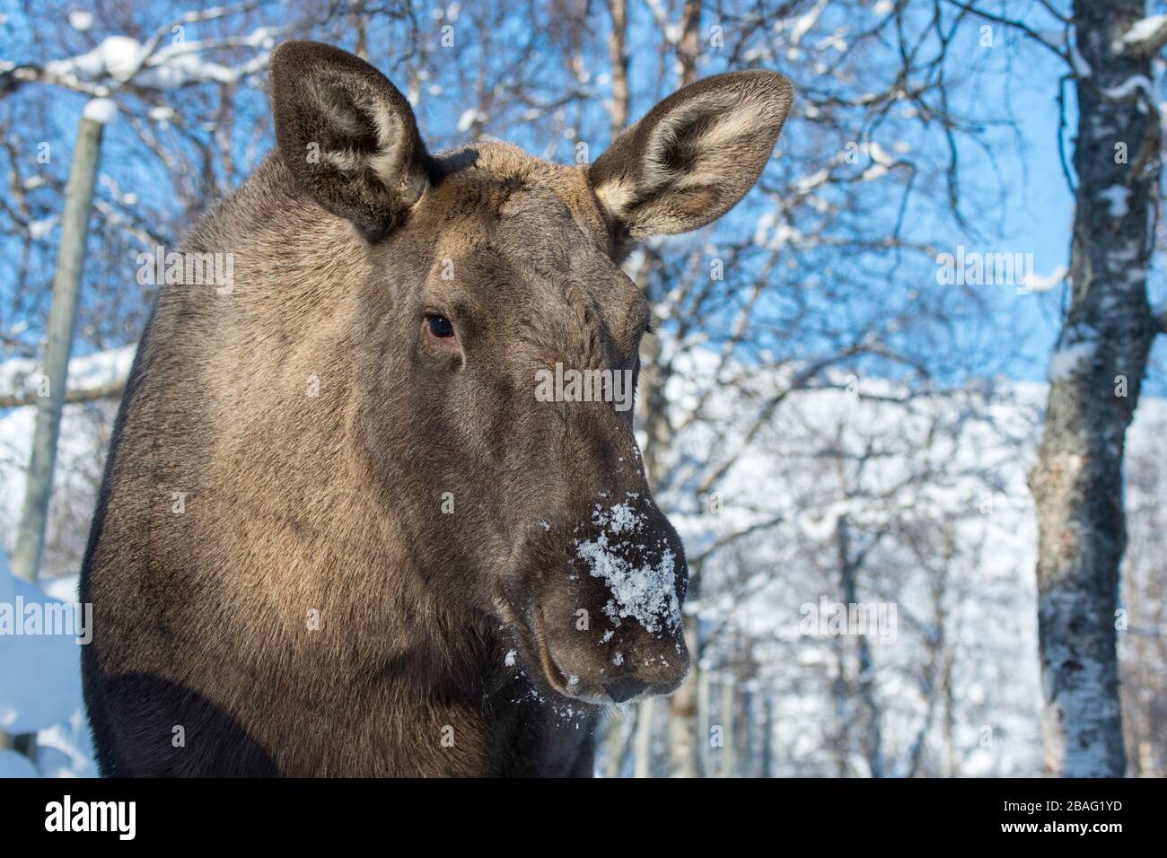 Portrait d'un orignal de vache dans un parc animalier du nord de la Norvège. Banque D'Images Portrait d'un orignal de vache dans un parc animalier du nord de la Norvège. Banque D'Images