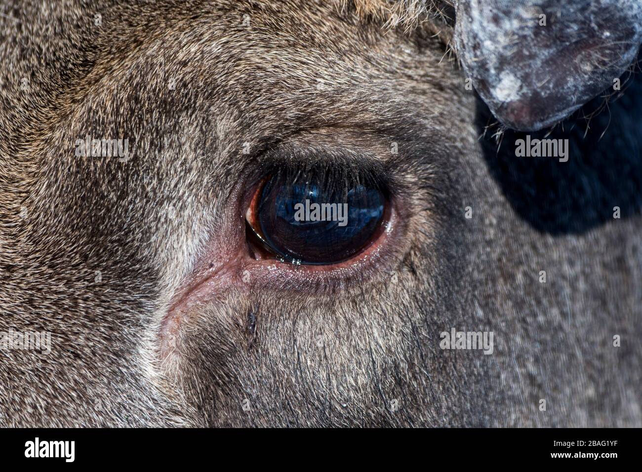 Gros plan sur un œil d'orignal dans un parc animalier du nord de la Norvège. Banque D'Images Gros plan sur un œil d'orignal dans un parc animalier du nord de la Norvège. Banque D'Images