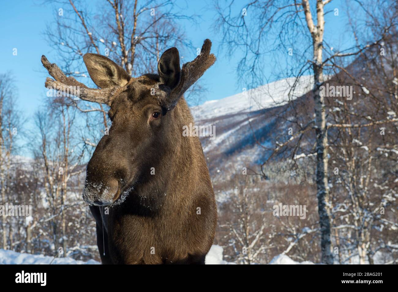 Un jeune orignal de taureau dans la neige dans un parc animalier du nord de la Norvège. Banque D'Images Un jeune orignal de taureau dans la neige dans un parc animalier du nord de la Norvège. Banque D'Images