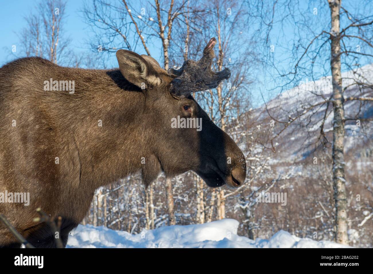 Un jeune orignal de taureau dans la neige dans un parc animalier du nord de la Norvège. Banque D'Images Un jeune orignal de taureau dans la neige dans un parc animalier du nord de la Norvège. Banque D'Images