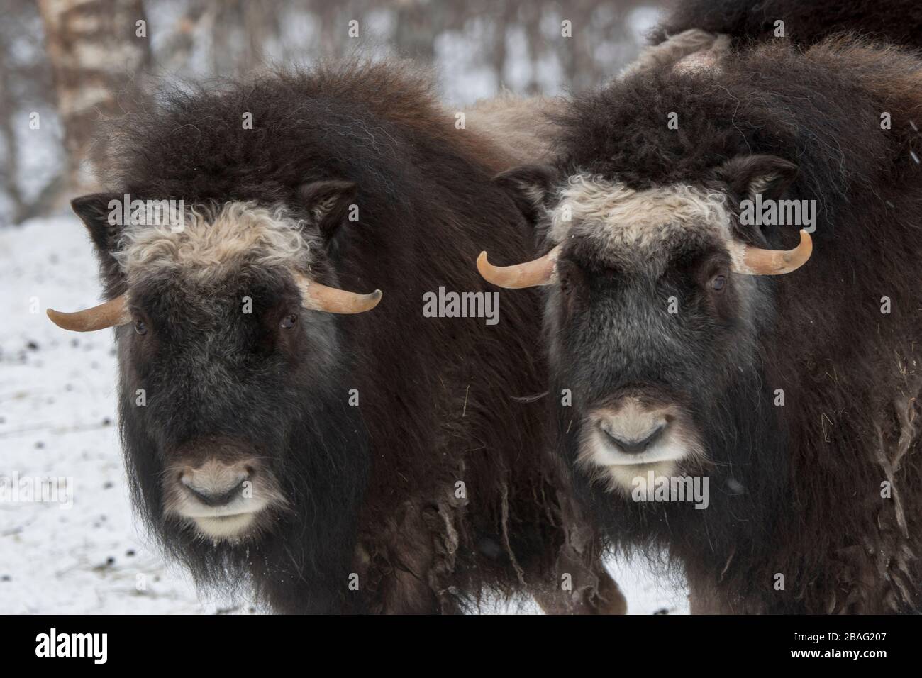 Muskoxen (Ovibos moschatus) dans la neige en hiver dans un parc animalier du nord de la Norvège. Banque D'Images Muskoxen (Ovibos moschatus) dans la neige en hiver dans un parc animalier du nord de la Norvège. Banque D'Images