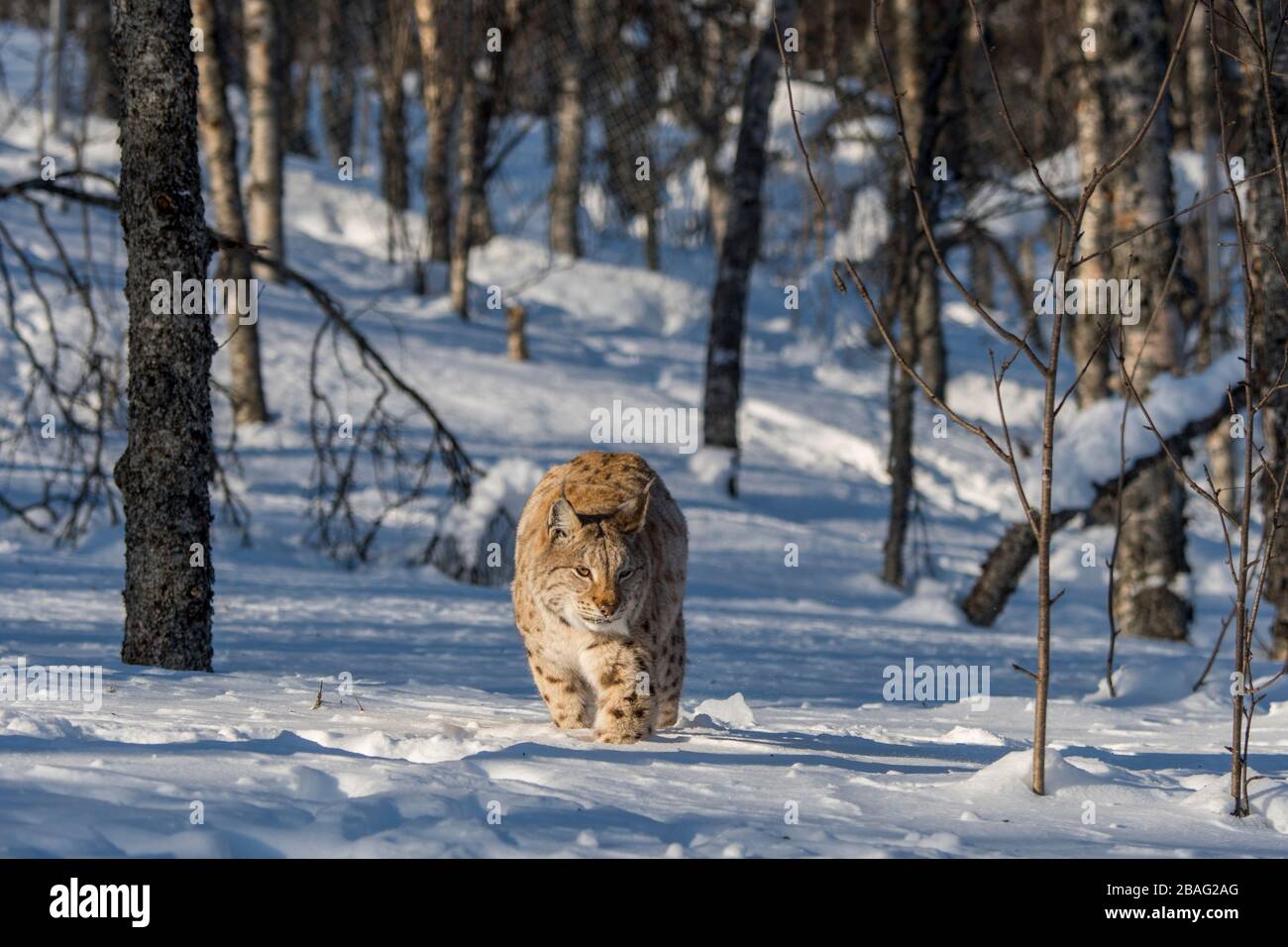 Un lynx eurasien (Lynx lynx) marche dans la neige dans un parc animalier du nord de la Norvège. Banque D'Images Un lynx eurasien (Lynx lynx) marche dans la neige dans un parc animalier du nord de la Norvège. Banque D'Images