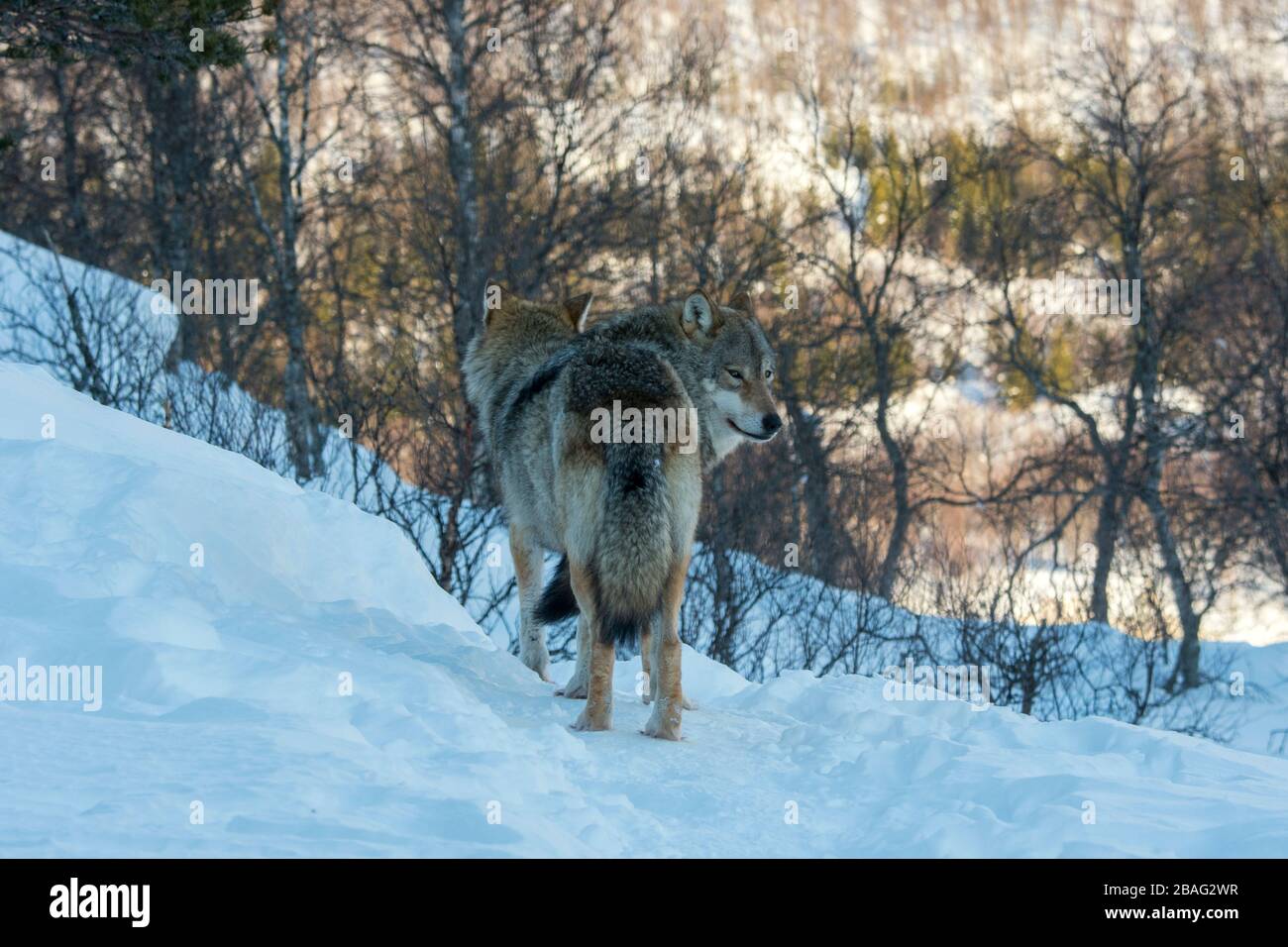 Des loups gris (Canis lupus) marchent dans la neige dans un parc animalier du nord de la Norvège. Banque D'Images Des loups gris (Canis lupus) marchent dans la neige dans un parc animalier du nord de la Norvège. Banque D'Images