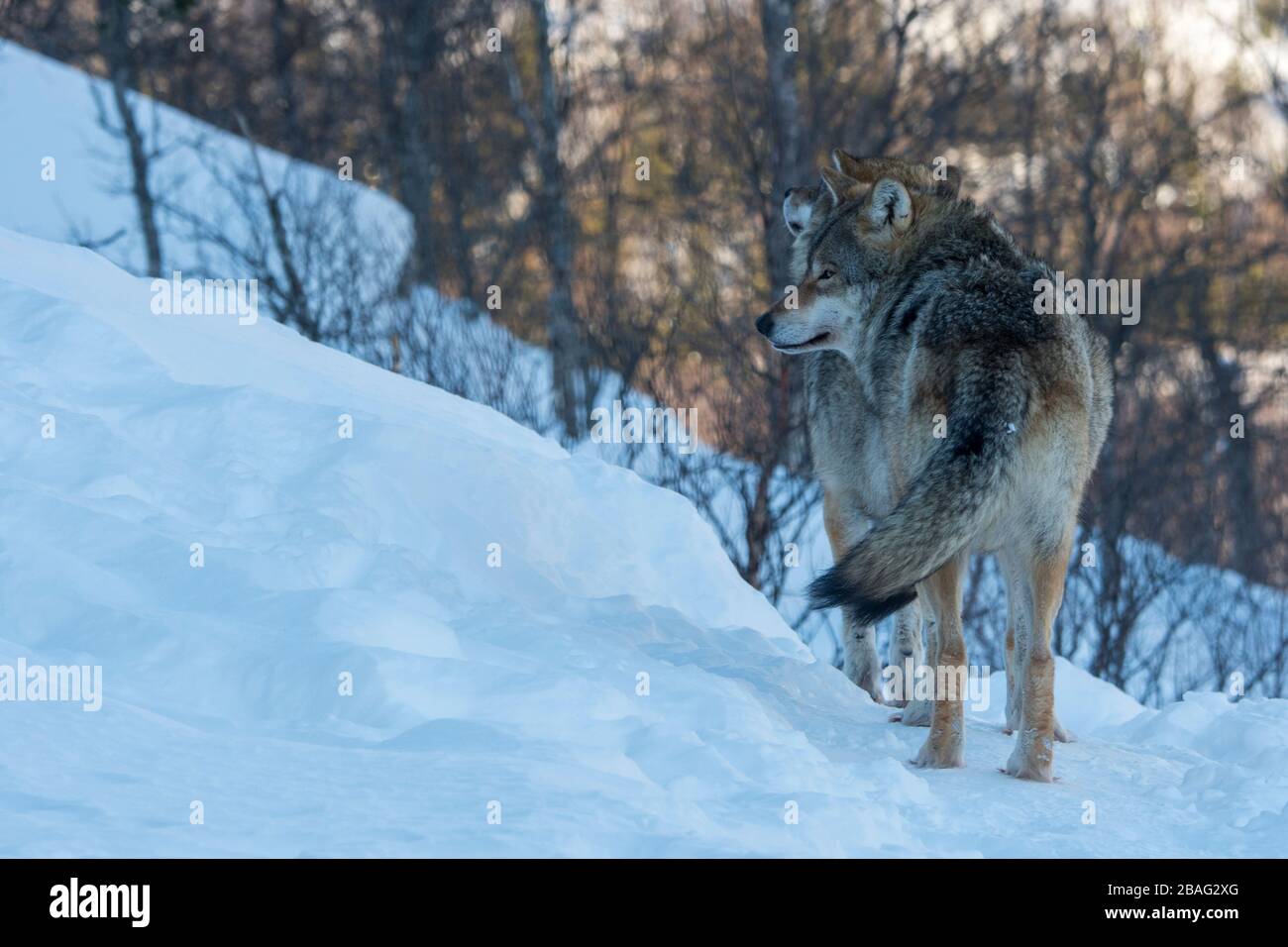 Des loups gris (Canis lupus) marchent dans la neige dans un parc animalier du nord de la Norvège. Banque D'Images Des loups gris (Canis lupus) marchent dans la neige dans un parc animalier du nord de la Norvège. Banque D'Images
