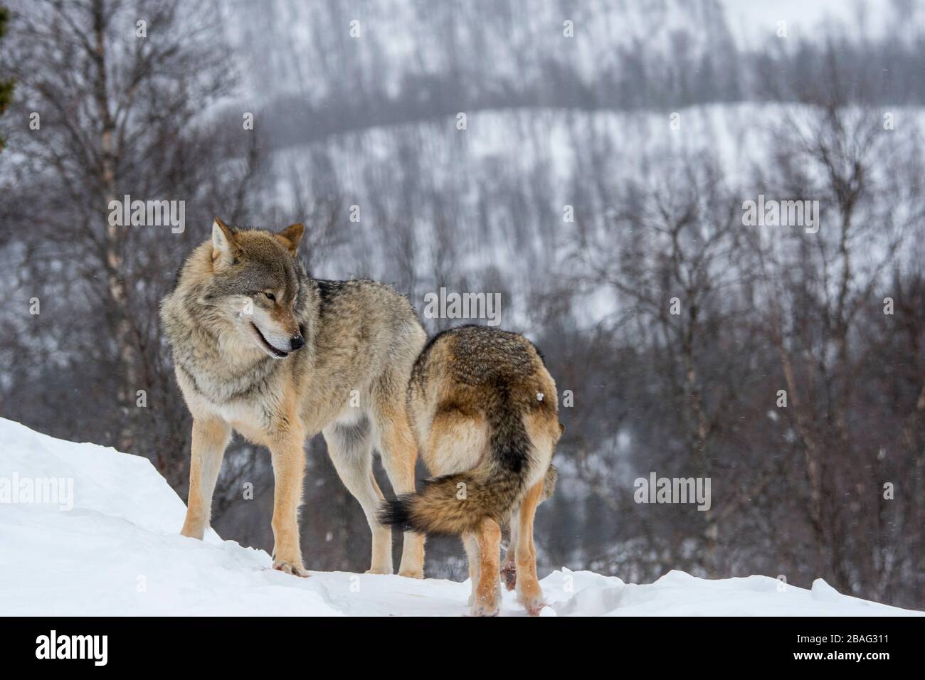 Les loups gris (Canis lupus) marchent dans la neige dans un parc animalier du nord de la Norvège. Banque D'Images Les loups gris (Canis lupus) marchent dans la neige dans un parc animalier du nord de la Norvège. Banque D'Images
