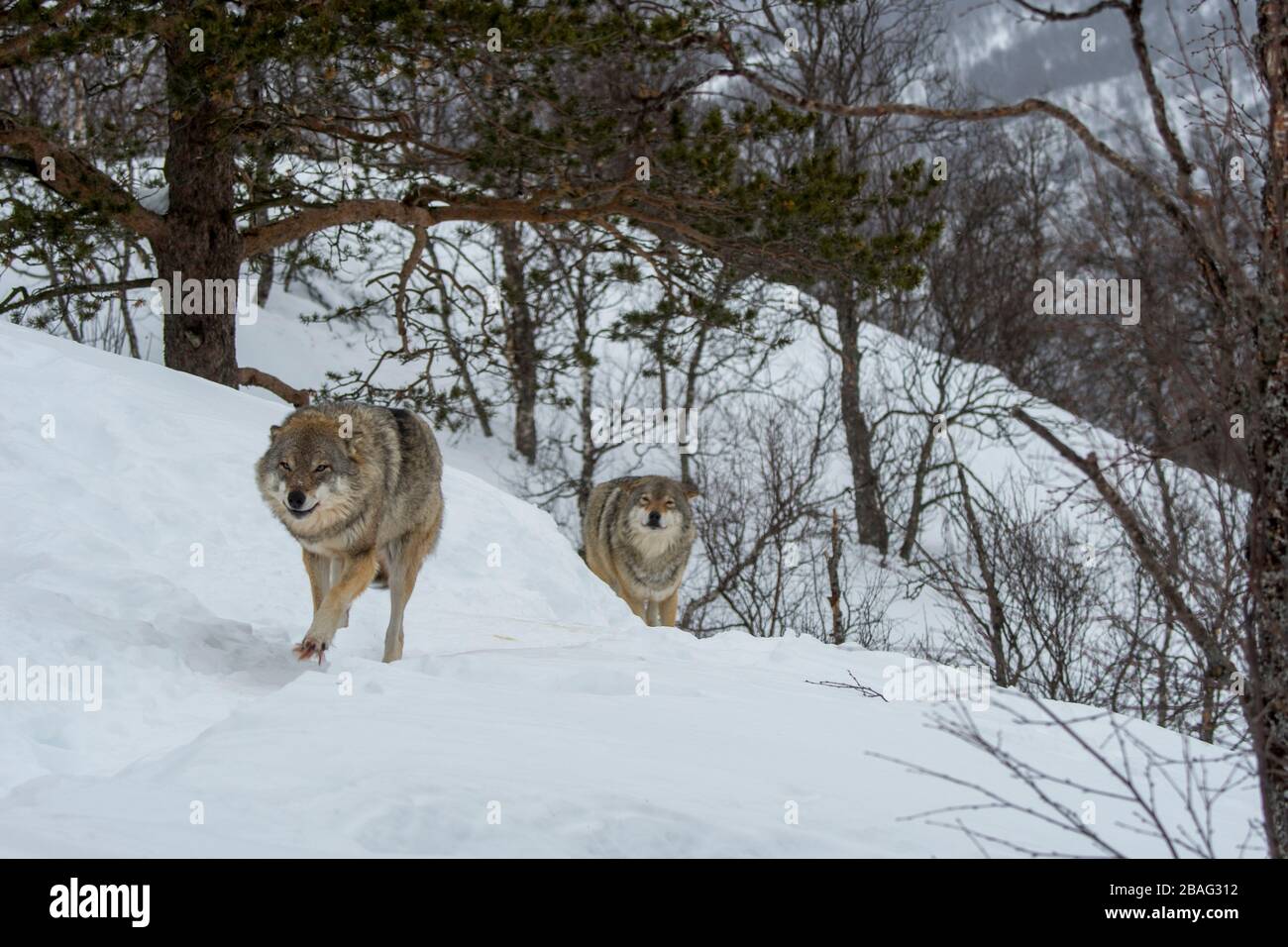 Des loups gris (Canis lupus) traversent la neige dans un parc animalier du nord de la Norvège. Banque D'Images Des loups gris (Canis lupus) traversent la neige dans un parc animalier du nord de la Norvège. Banque D'Images