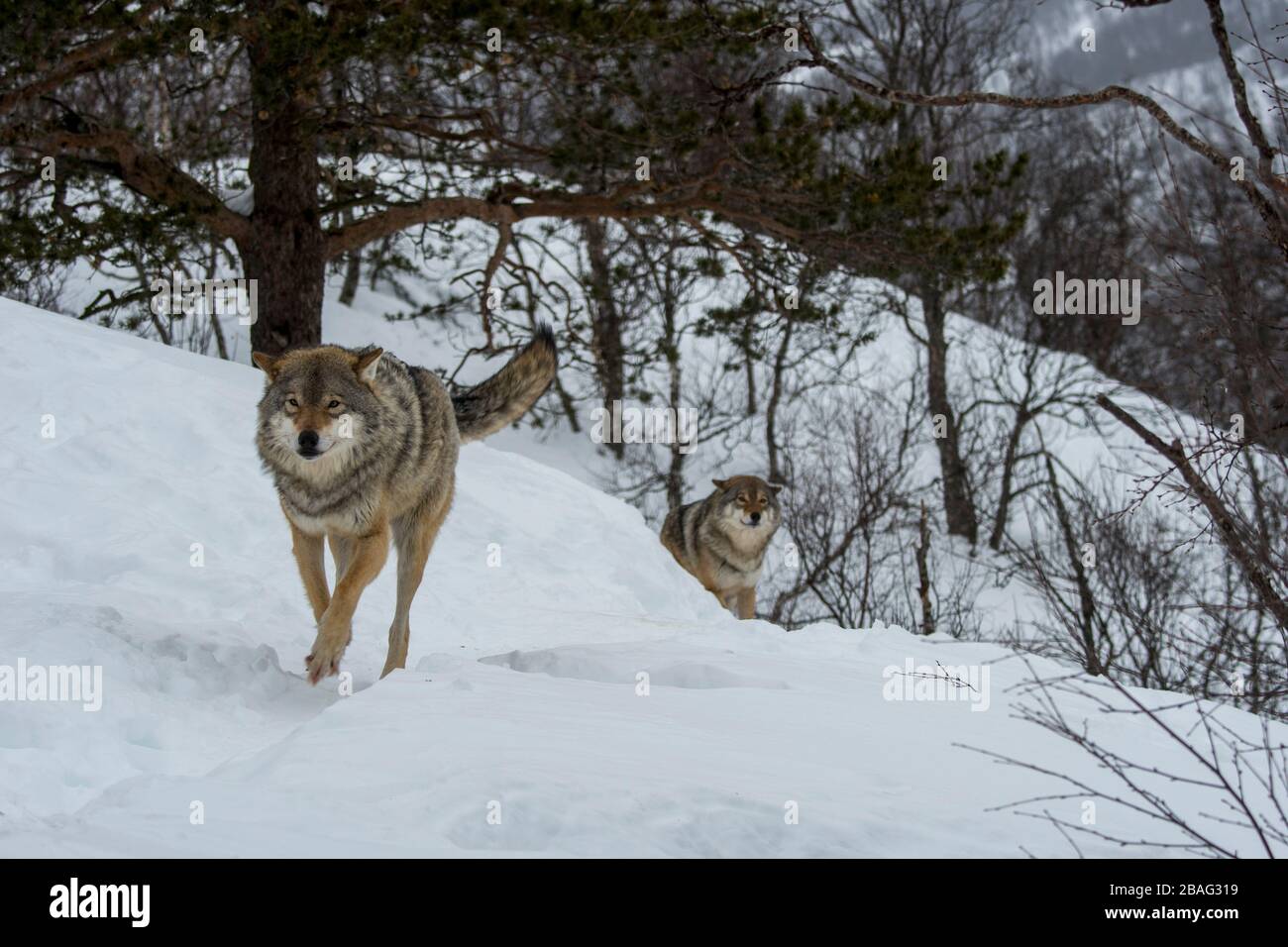 Des loups gris (Canis lupus) traversent la neige dans un parc animalier du nord de la Norvège. Banque D'Images Des loups gris (Canis lupus) traversent la neige dans un parc animalier du nord de la Norvège. Banque D'Images