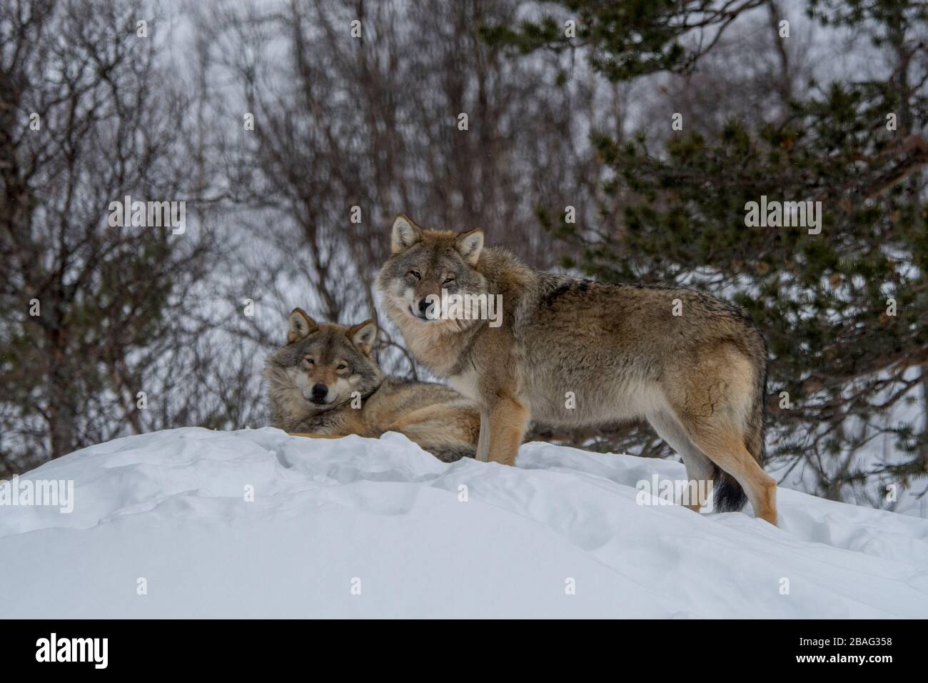 Loups gris (Canis lupus) dans la neige dans un parc animalier du nord de la Norvège. Banque D'Images Loups gris (Canis lupus) dans la neige dans un parc animalier du nord de la Norvège. Banque D'Images