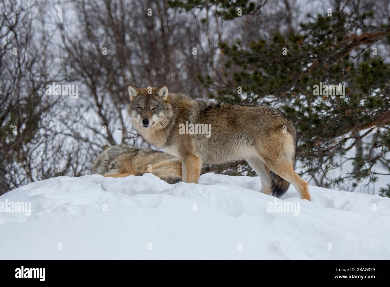 Loups gris (Canis lupus) dans la neige dans un parc animalier du nord de la Norvège. Banque D'Images Loups gris (Canis lupus) dans la neige dans un parc animalier du nord de la Norvège. Banque D'Images