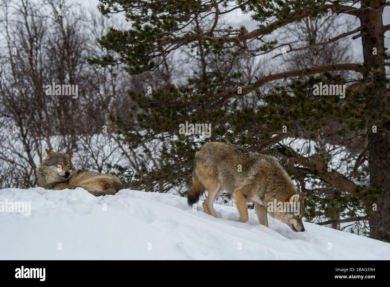 Loups gris (Canis lupus) dans la neige dans un parc animalier du nord de la Norvège. Banque D'Images Loups gris (Canis lupus) dans la neige dans un parc animalier du nord de la Norvège. Banque D'Images