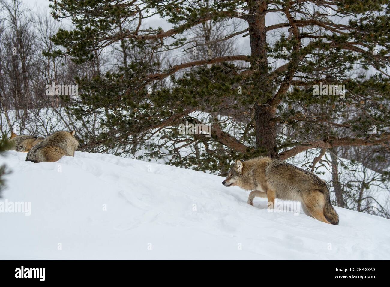Loups gris (Canis lupus) dans la neige dans un parc animalier du nord de la Norvège. Banque D'Images Loups gris (Canis lupus) dans la neige dans un parc animalier du nord de la Norvège. Banque D'Images